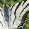 Iphiclides podalirius